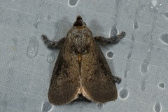 Scopelodes albipalpalis