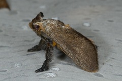 Scopelodes albipalpalis