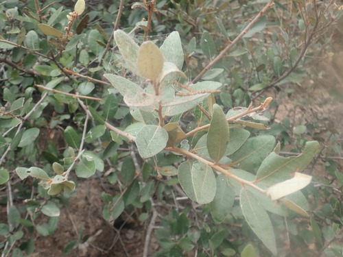 Sersalisia sericea observed 2021-06-28