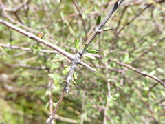 Olearia bullata