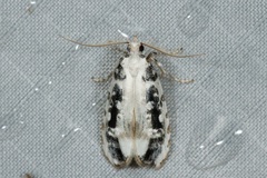 Heterogymna ochrogramma