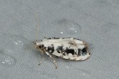 Heterogymna ochrogramma