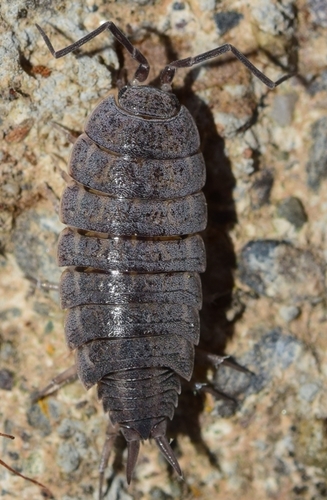Six-striped Woodlouse