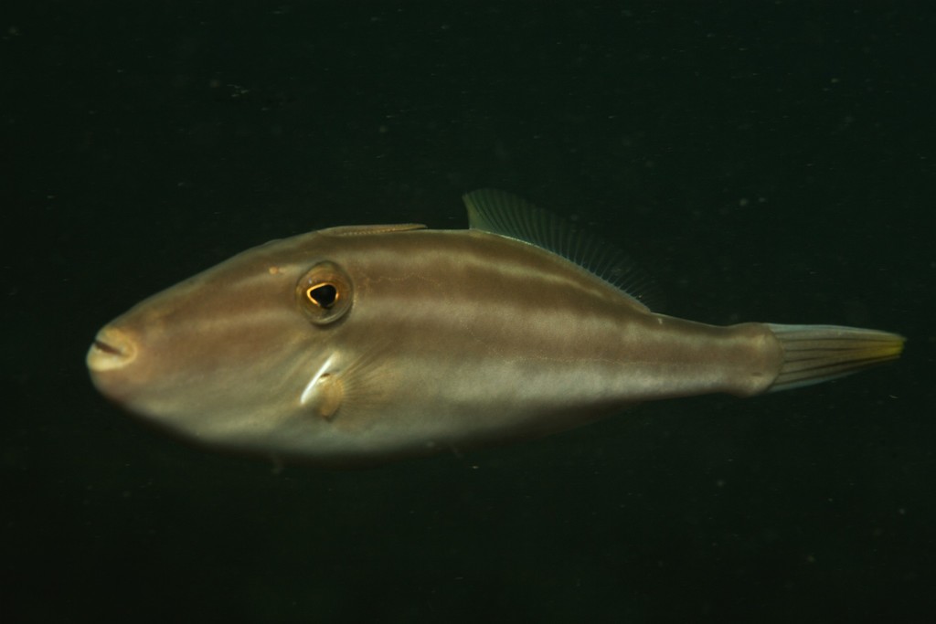 Chinaman (Nelusetta ayraud) — Monacanthidae