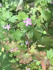 Geranium lucidum