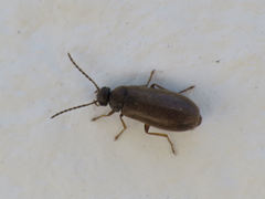 Scraptia dubia