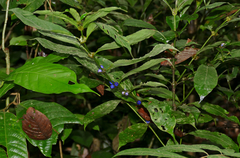 Lasianthus stipularis