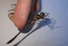 Macromidia rapida