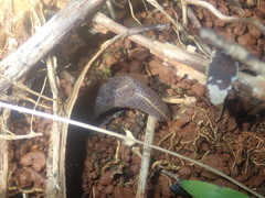 Parmacochlea balios