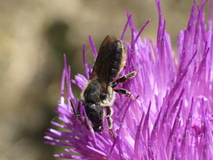 Osmia dimidiata
