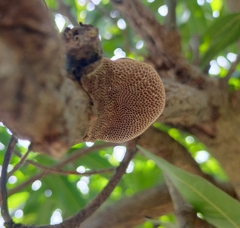 Hexagonia tenuis