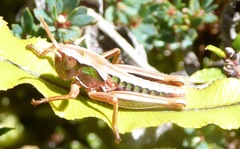 Sigaus campestris