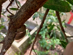 Hexagonia tenuis