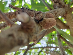Hexagonia tenuis