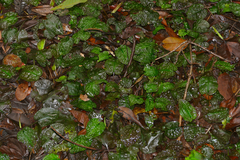 Cryptocoryne longicauda