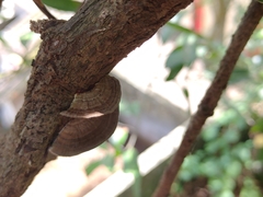 Hexagonia tenuis
