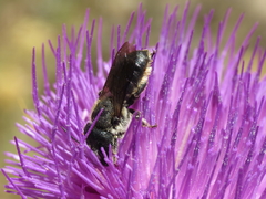Osmia dimidiata