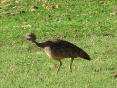 Eupodotis vigorsii vigorsii