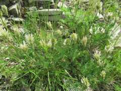 Astragalus inopinatus