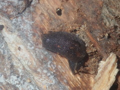 Parmacochlea balios