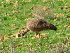 Eupodotis vigorsii vigorsii