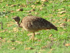 Eupodotis vigorsii vigorsii