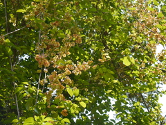 Combretum latifolium