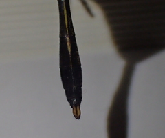 Macromidia rapida