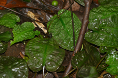 Cryptocoryne longicauda