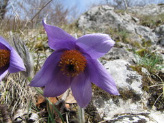 Pulsatilla slavica