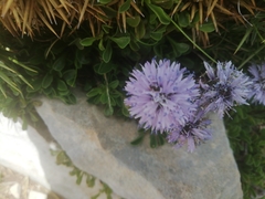 Globularia cordifolia