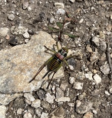 Neocallicrania miegii