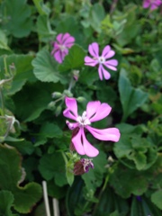 Silene colorata