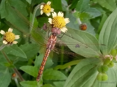 Trithemis annulata