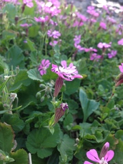 Silene colorata