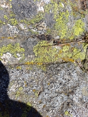 Ronisia barbarula