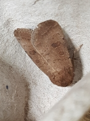 Hoplodrina blanda