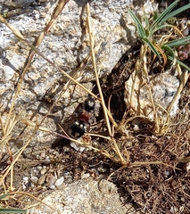 Ronisia barbarula