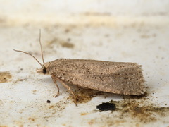 Epiblema grandaevana