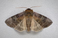 Tethea ocularis