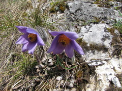 Pulsatilla slavica