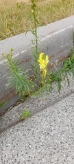 Linaria vulgaris