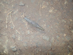 Parmacochlea balios