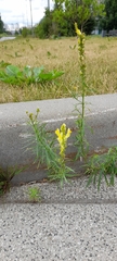 Linaria vulgaris