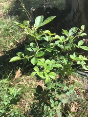 Searsia laevigata