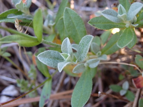 Image of Cistus ocymoides by (c) Carminda Santos, some rights reserved (CC BY)