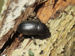 Crypticus gibbulus