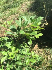 Searsia laevigata