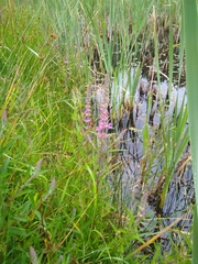 Lythrum salicaria