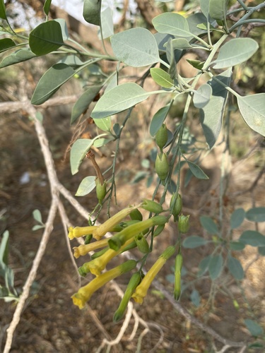 tree tobacco